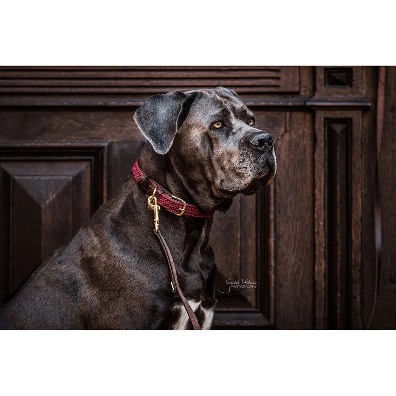 Kentucky Plaited Nylon Dog Collar
