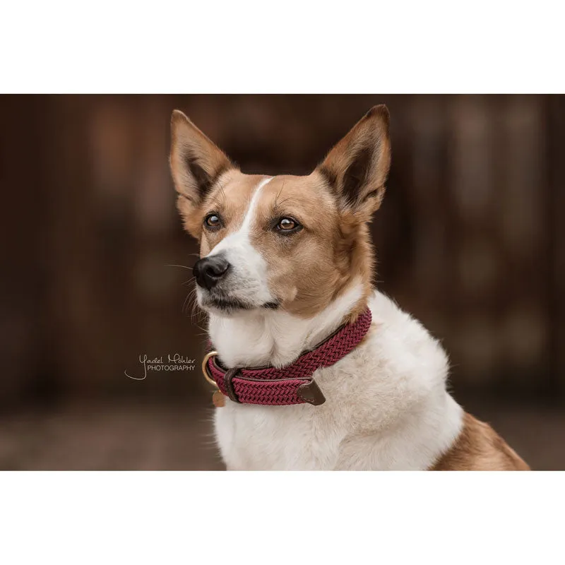 Kentucky Plaited Nylon Dog Collar