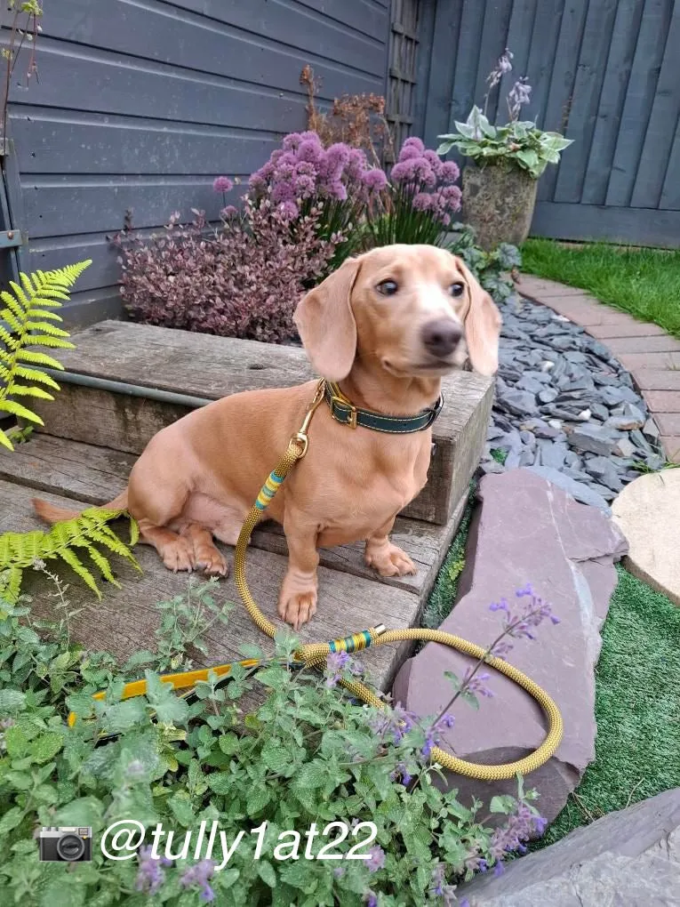 Leather and felt dog collar