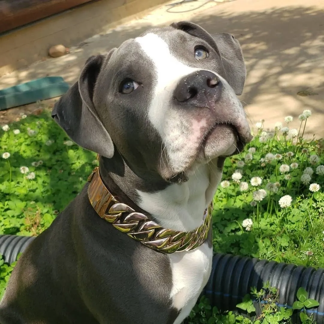 The Kilo Rose