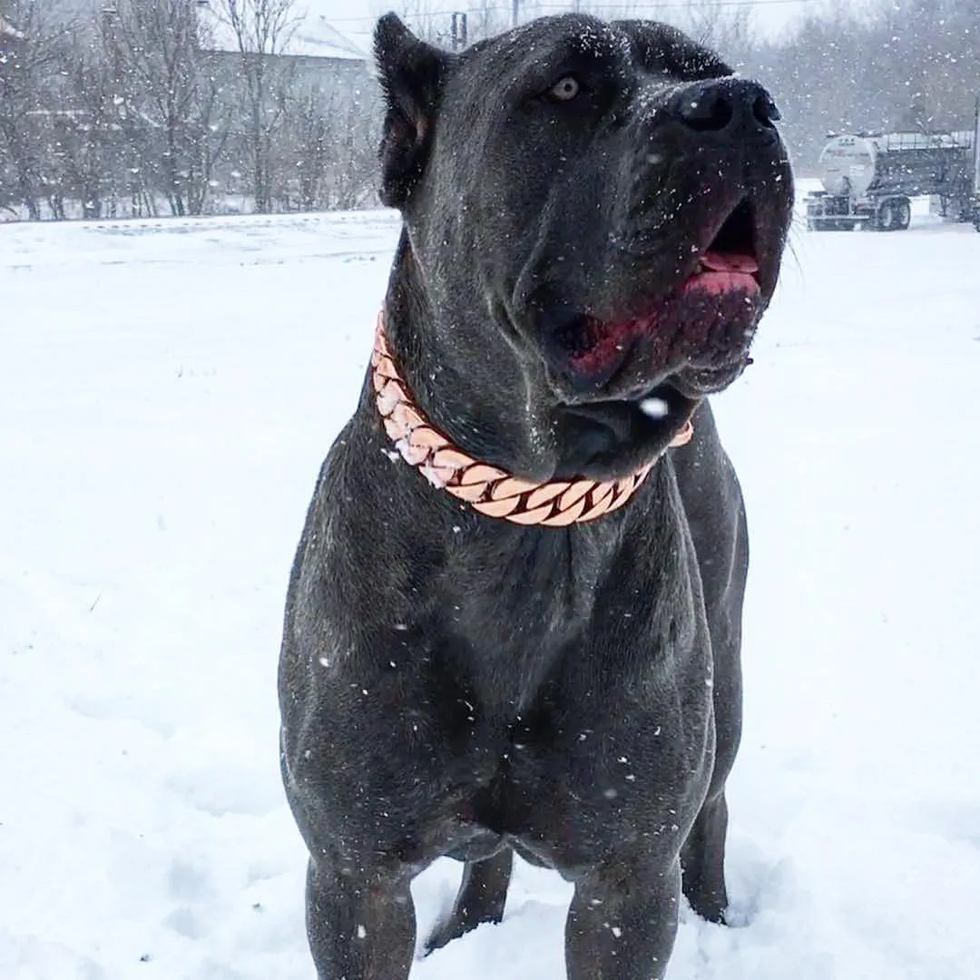 The Kilo Rose